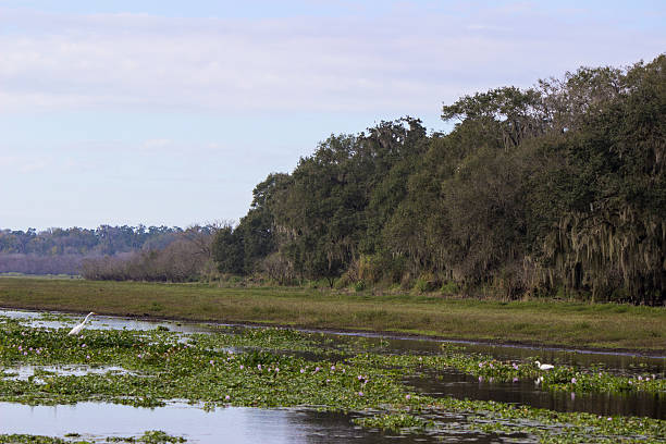 istock Florida birds by river bank 462572517