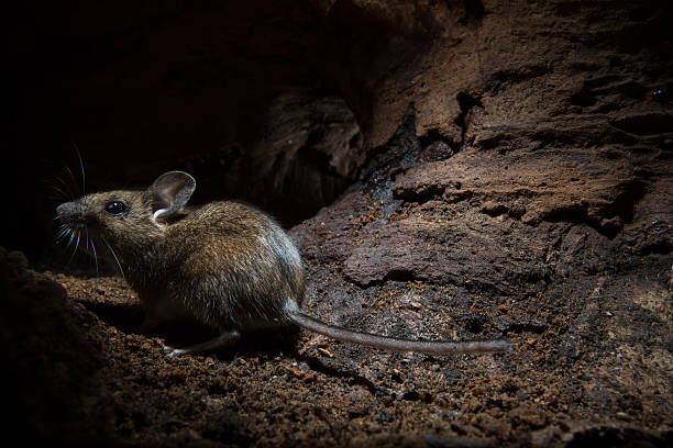 Wood Mouse (Apodemus sylvaticus) Wood Mouse (Apodemus sylvaticus) wild mouse stock pictures, royalty-free photos & images