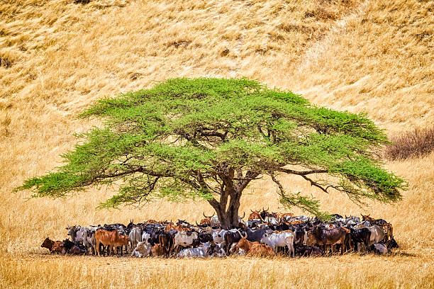 Herd of cattle under acacia tree in a tanzania
