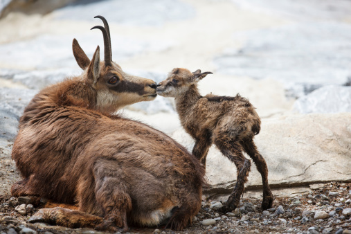 First kiss in life - chamois (Rupicapra Carpatica) with newborn - just 1 minute old