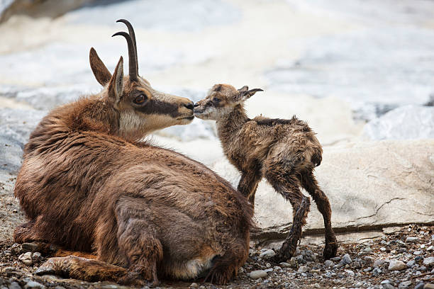First kiss for newborn chamois (Rupicapra Carpatica) First kiss in life - chamois (Rupicapra Carpatica) with newborn - just 1 minute old chamois animal photos stock pictures, royalty-free photos & images
