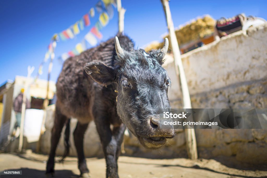 Yak de Vallée de la Nubra Leh Ladahk Inde - Photo de Vache libre de droits