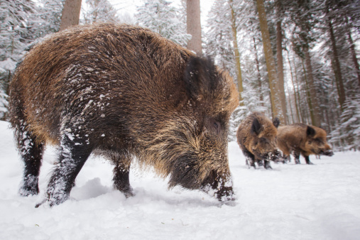 wild boar in winter