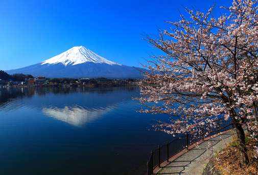 Beautiful cherry blossoms with Mount Fuji, Japan