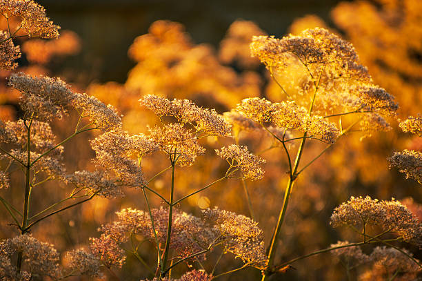 Chervil Anthriscus cerefolium in yellow sunlight Meadow medical herbs in sunlight (chervil-Anthriscus cerefolium) on forest edge. cerefolium stock pictures, royalty-free photos & images