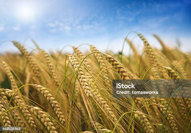 Tomates Trigo Fechar Contra O Céu Azul - Fotografias de stock e mais imagens de Agricultura - Agricultura, Amarelo, Ao Ar Livre