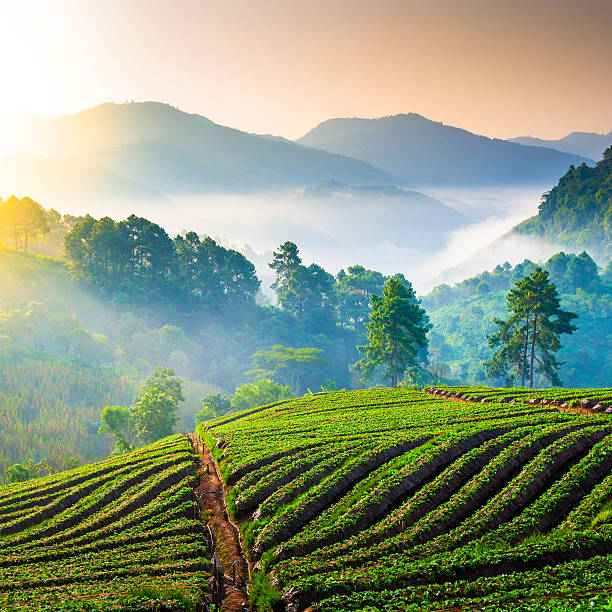 Beautiful sunshine at misty morning mountains .