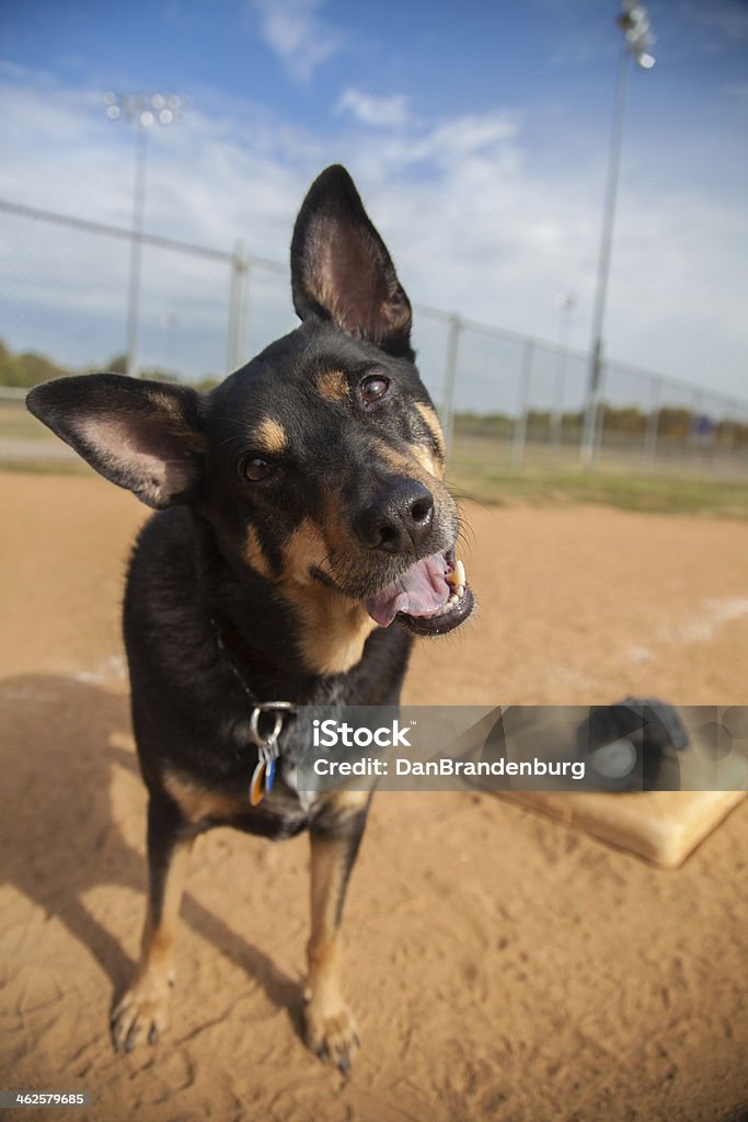 Tyson gioca palla - Foto stock royalty-free di Baseball