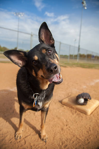 Tyson Plays Ball stock photo