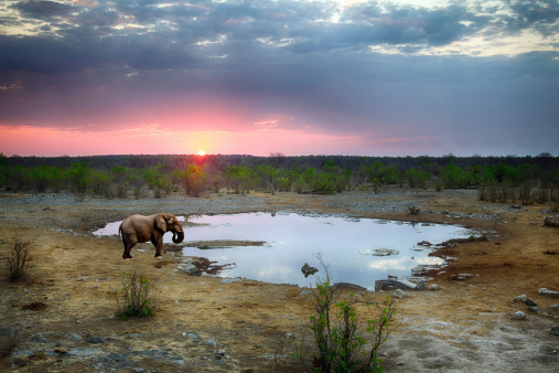 Elephants at a waterhole in Etosha National Park during sunset.