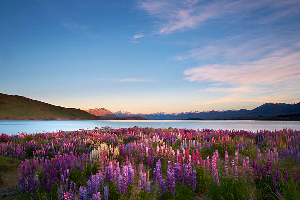 istock Lupins Of Lake Tekapo 462579901