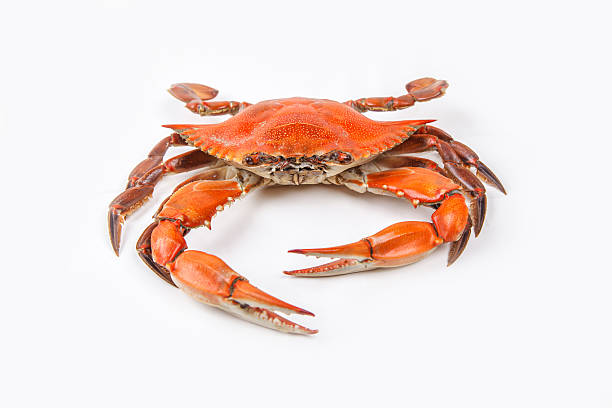 istock Steamed Blue Crab on white background 462580439