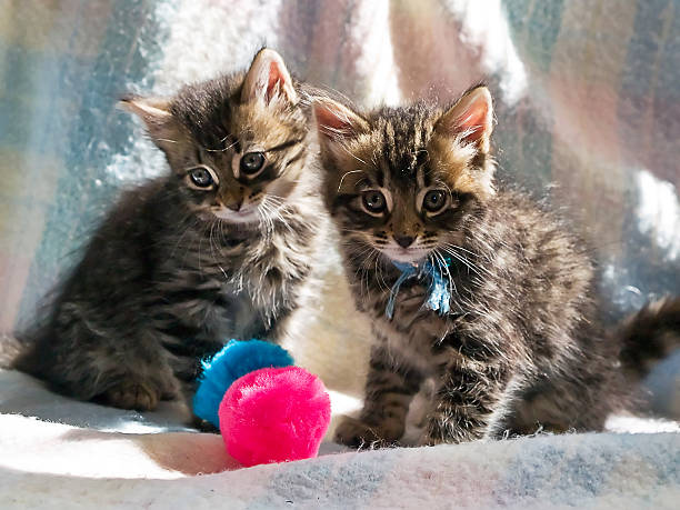 Kittens stock photo