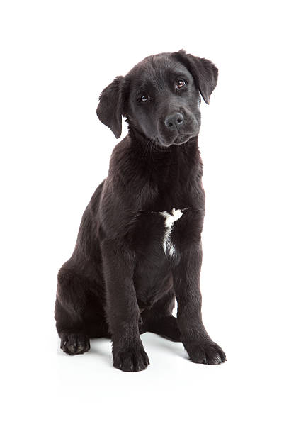 istock Black Labrador Retriever Puppy 462586117