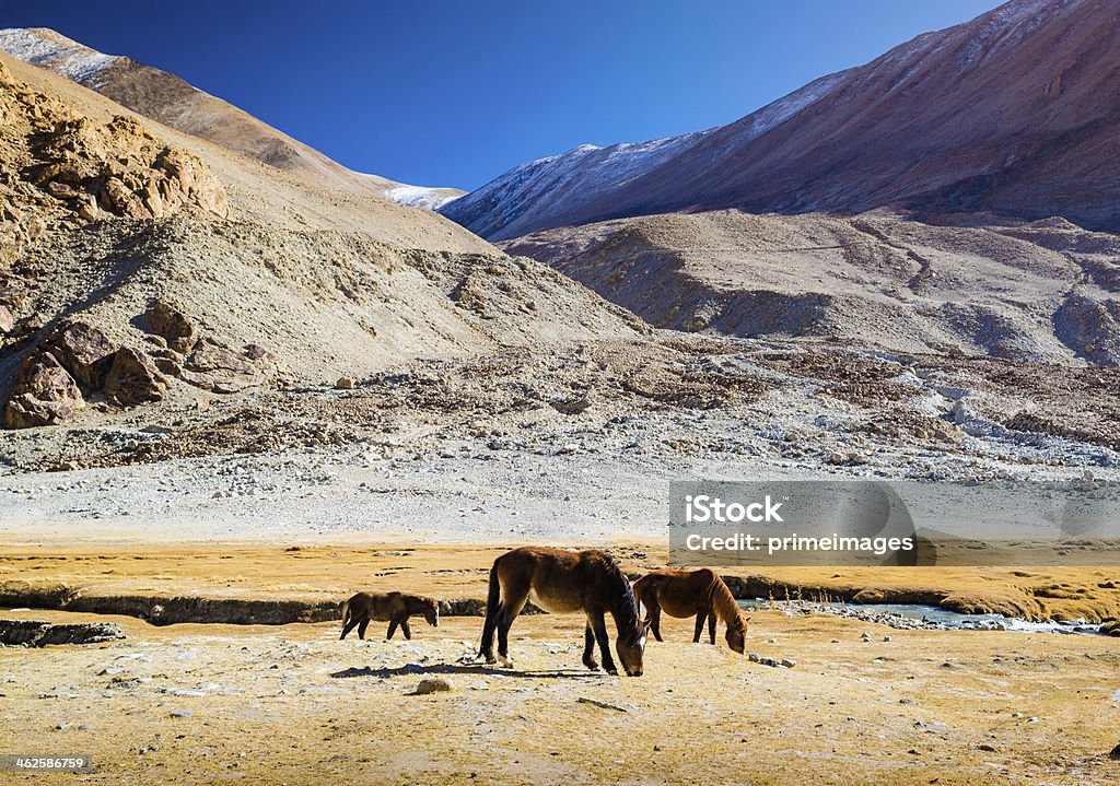 Pferd in der wunderschönen Landschaft Norden von Indien - Lizenzfrei Anhöhe Stock-Foto