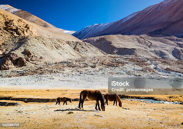 Pferd In Der Wunderschönen Landschaft Norden Von Indien Stockfoto und mehr Bilder von Anhöhe