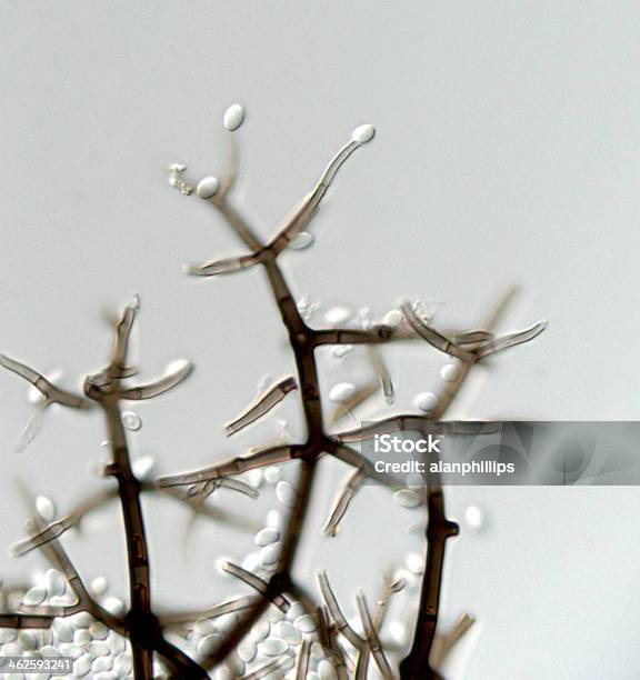 Conidiophores Einer Unbekannten Pilz Stockfoto und mehr Bilder von Pilz - Pilz, Biologie, Fotografie