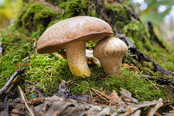 istock Big and Little Mushroom 462593381