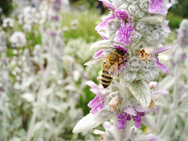 istock bee on Stachys byzantina (Lambs Ear) 462595223