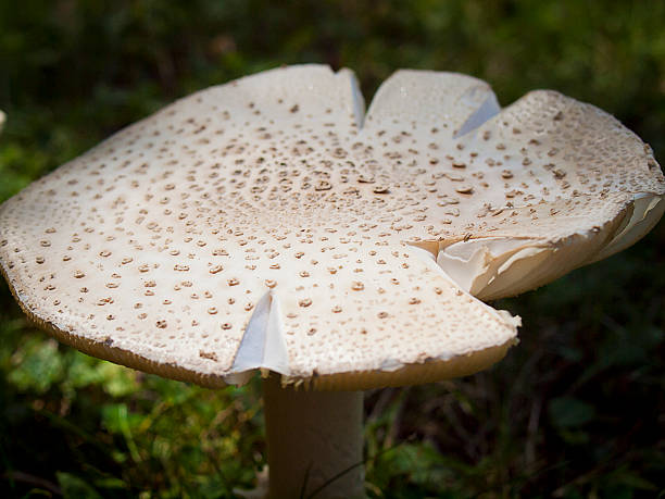 Mushroom stock photo