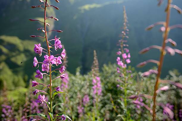 istock Wild pink flower from Alps 462596935