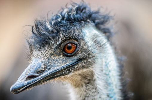 The head of  King Island emu (Dromaius novaehollandiae minor) in closeup