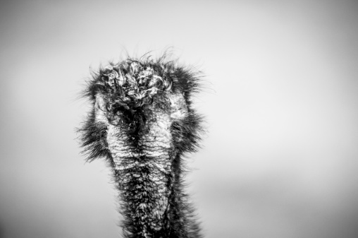 istock Emu head from behind 462599829