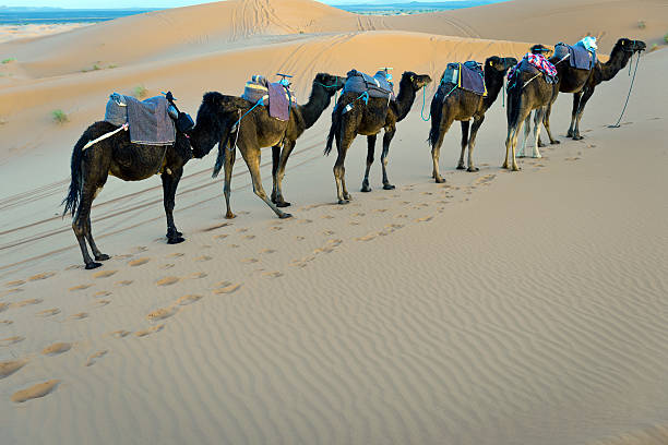 istock Camels in Erg Chebbi, Morocco, Africa 462600369