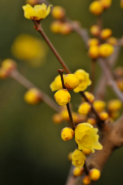 istock Beauty in nature 462602289