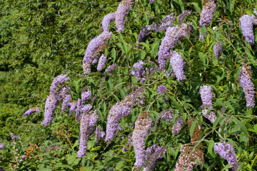 Flowering wild Buddleia butterfly bush, first brought to the west by Pere David in the 1860s. Buddleia is much planted because its scent and nectar attracts many insects, including butterflies. However, this bush needs little encouragement to grow, since its wind-blown seeds find their way onto buildings and along railway lines. Pale lilac-coloured flower panicles seen here in a wasteland area in Surrey, England.