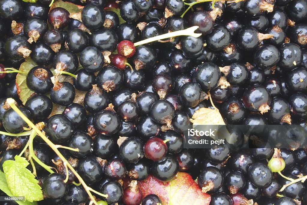 Freshly picked organic black currant berries full frame Backgrounds Stock Photo