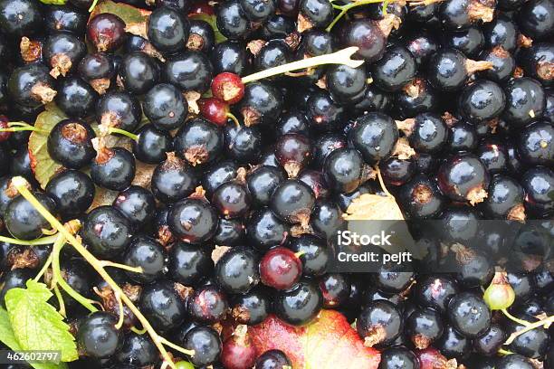 Freshly Picked Organic Black Currant Berries Full Frame Stock Photo - Download Image Now