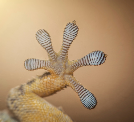 eublepharis macularius, animal closeup