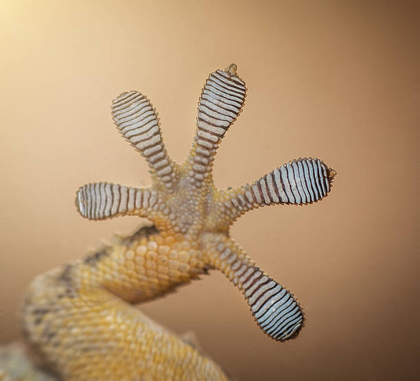 Macro photo of gecko feet clinging on glass Macro photo of gecko feet clinging on glass (Tarentula mauritanica) animal leg stock pictures, royalty-free photos & images