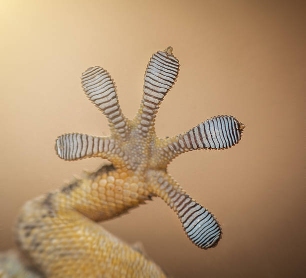 Macro photo of gecko feet clinging on glass Macro photo of gecko feet clinging on glass (Tarentula mauritanica) animal toe stock pictures, royalty-free photos & images