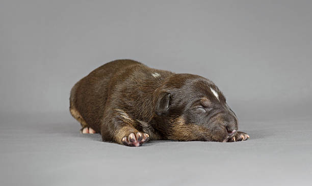 istock New bord bull terrier dog 462604885