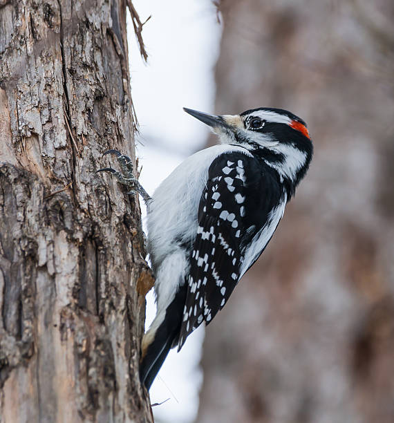 istock Male Hairy Woodpecker in Winter 462608949