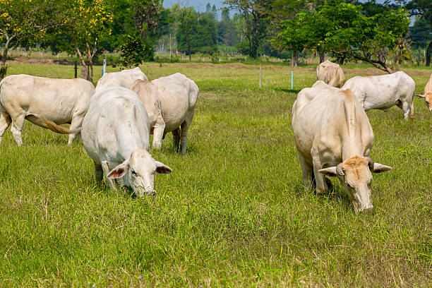 istock Cows grazing on a green summer meadow 462609795