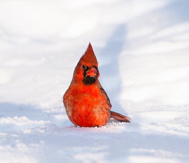 istock Male Northern Cardinal on Snow 462610767