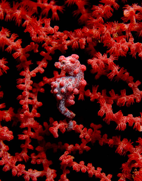 istock Pink Pygmy Seahorse 462611535