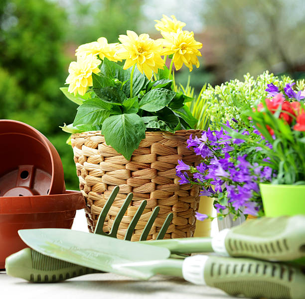 istock flowers in the garden 462613339
