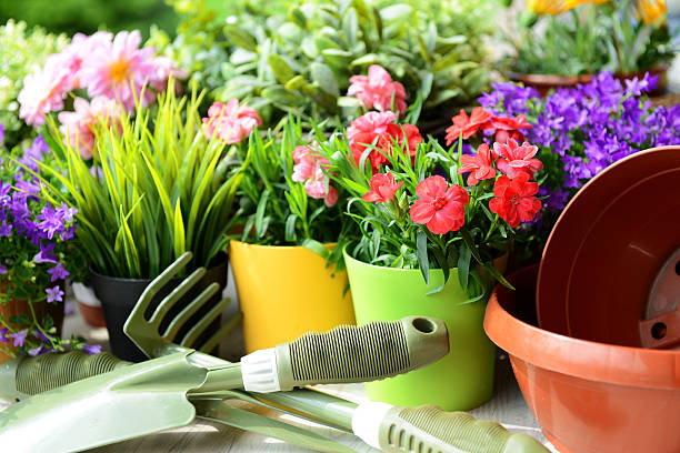 istock flowers in the garden 462613341