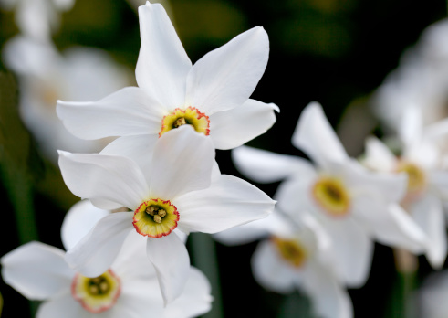 Pheasant's Eye Daffodil (Narcissus poeticus)