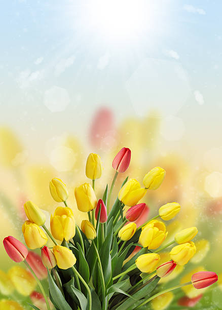 istock large bouquet of tulips 462618259