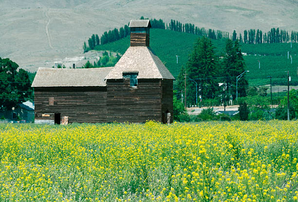 Wooden hops' processing plant in rapeseed field and apple orchard on hillside in Yakima Valley WA