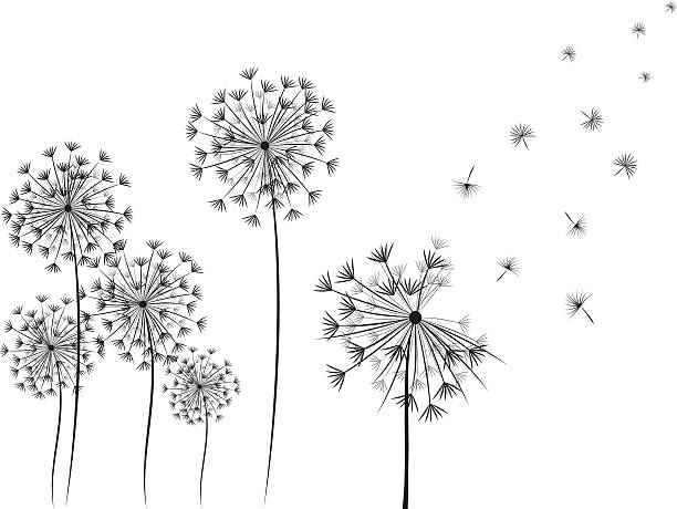 löwenzahn handdrawn illustrationen - dandelion freedom silhouette wind stock-grafiken, -clipart, -cartoons und -symbole