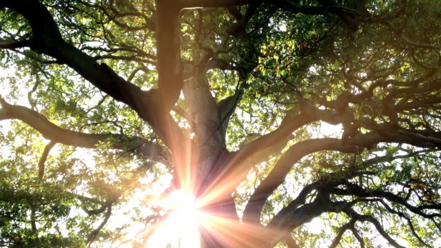 Sunbeams Through An Ancient Oak Tree