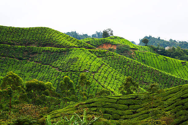 istock Sungei Palas tea plantation 462632071