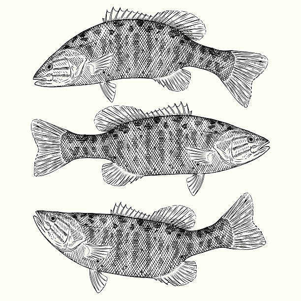 ilustraciones, imágenes clip art, dibujos animados e iconos de stock de dibujados a mano pequeñas boca bass - black bass illustrations