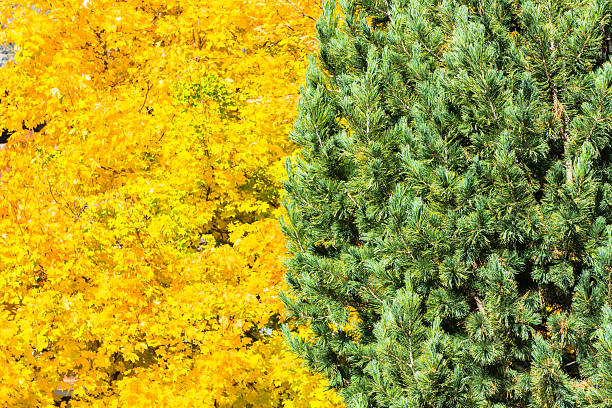 istock Beautiful Colorful Autumn Leaves 462637271